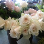 Rose Ivory Mondial