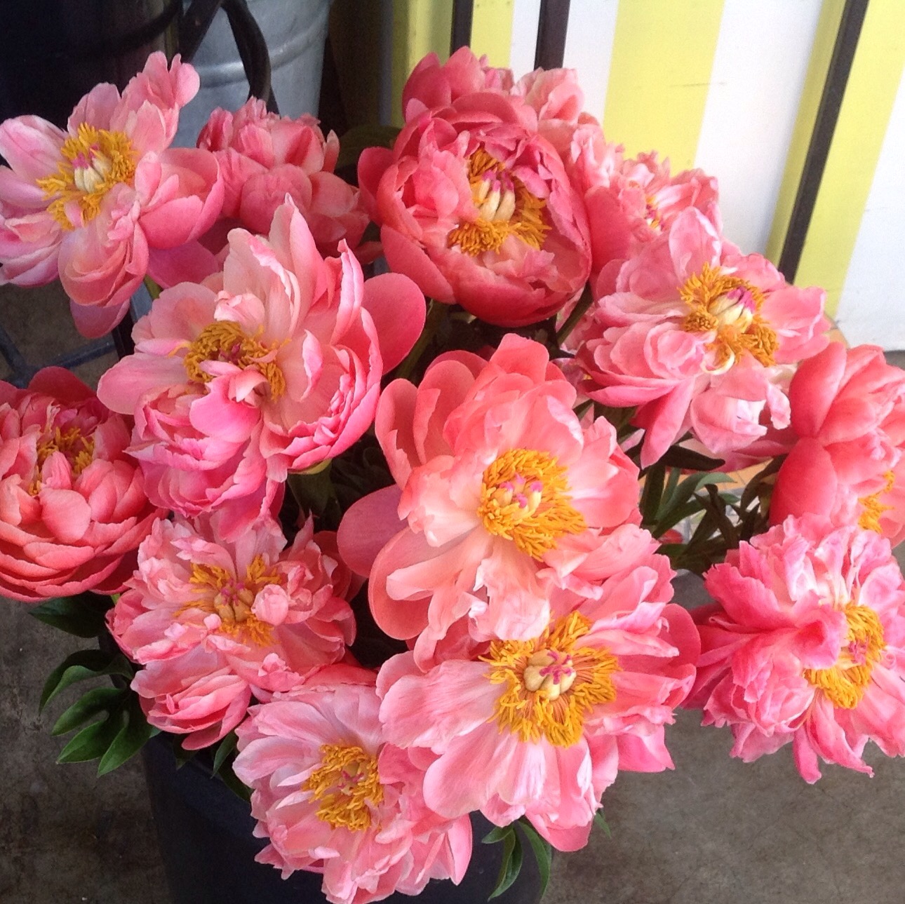 Peonies Season celebrate the season for peonies! | tranquility lane flower & garden Peonies Season celebrate the season for peonies! | tranquility lane flower & garden