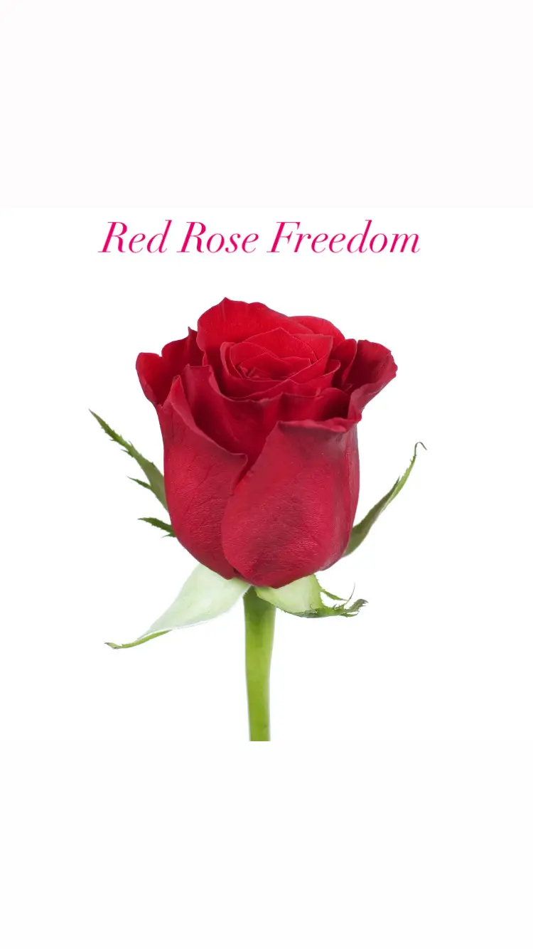 RED ROSE FREEDOM