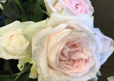 White and pink roses in bloom.