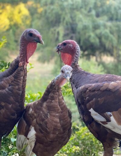 turkeys