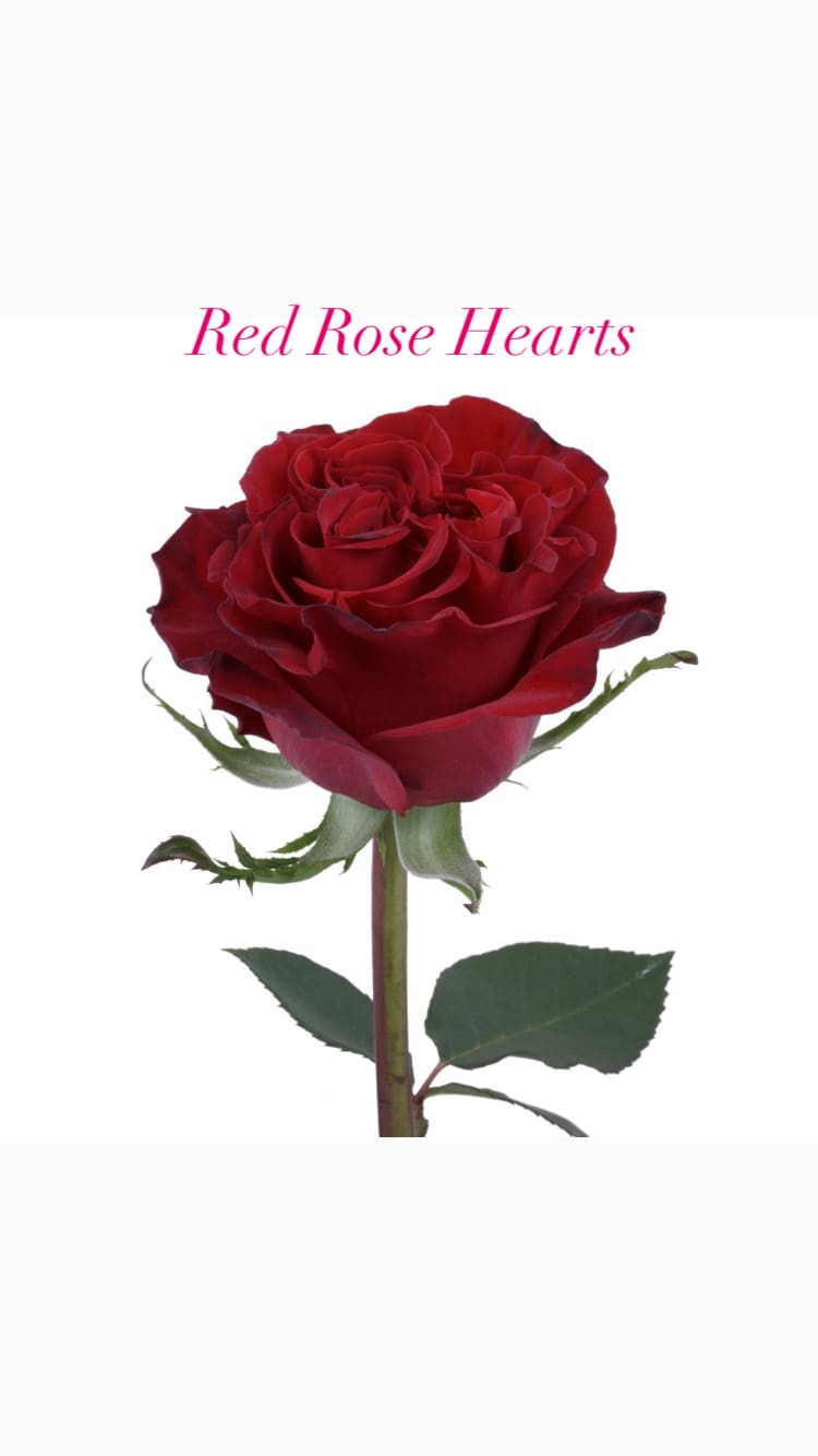 Hearts Rose