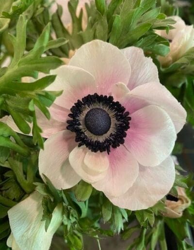 Pink anemone flower with green foliage.