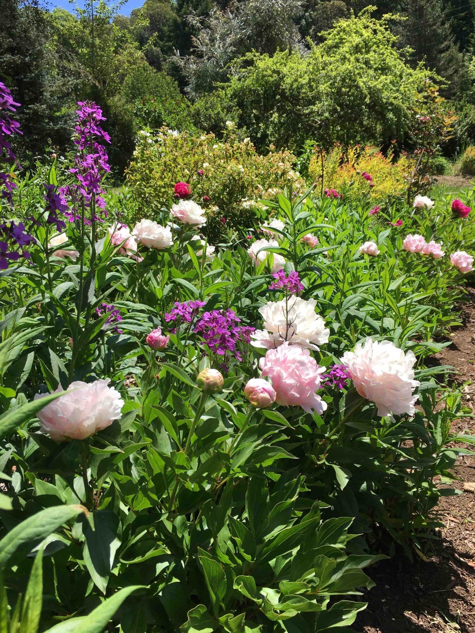 Pink Peony