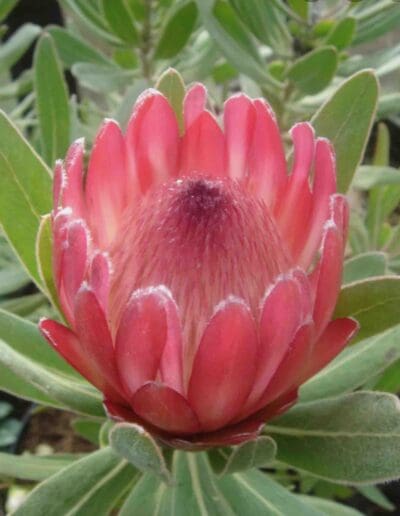 pink protea